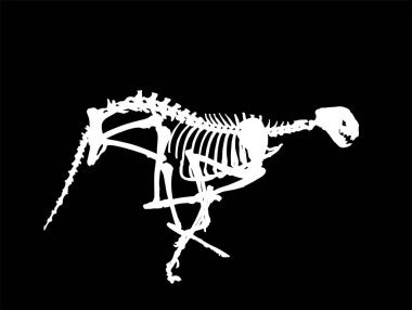 Çita iskelet vektör silueti çizimi siyah arkaplanda izole edilmiş. Bilim ve biyoloji müzesindeki yırtıcı fosil sembolü. Acinonyx jubatus. Büyük kedi, gezegendeki en hızlı hayvan. Panter koşusu.
