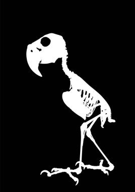 Palm Cockatoo Parrot skeleton vector silhouette illustration isolated on black background. Chicken bird body anatomy symbol.
