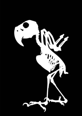 Palm Cockatoo Parrot skeleton vector silhouette illustration isolated on black background. Chicken bird body anatomy symbol.