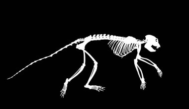 Guereza Colobus monkey skeleton vector silhouette illustration isolated on black background. Primate fossil symbol in museum of science and biology.