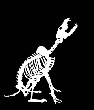 Wolf skeleton vector silhouette illustration isolated on black background. Predator fossil symbol in museum of science and biology. Canis lupus sign shape. Dog skeleton silhouette.