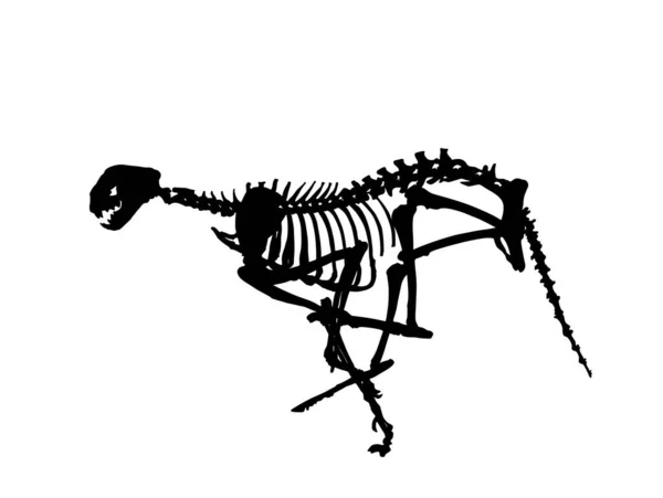 Gepard Szkielet Wektor Sylwetka Ilustracja Izolowane Białym Tle Symbol Skamieniałości — Wektor stockowy