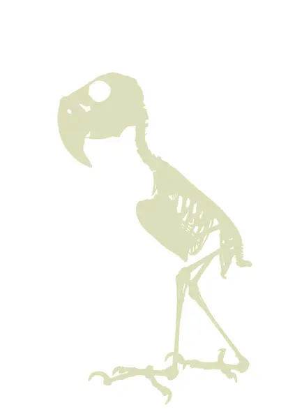 Palm Cockatoo Papagáj Csontváz Vektor Sziluett Illusztráció Elszigetelt Fehér Háttér — Stock Vector