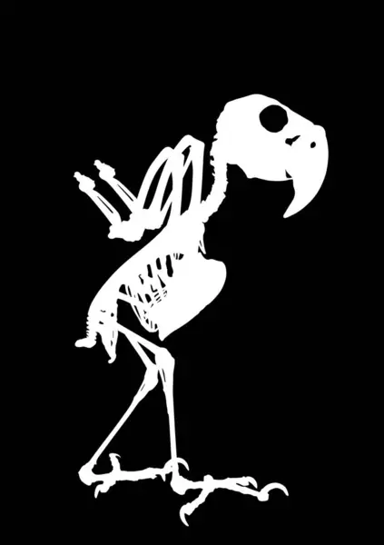 Palm Cockatoo Parrot Skeleton Vector Silhouette Illustration Isolated Black Background — Stock Vector