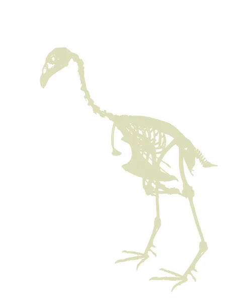 Иллюстрация Векторного Силуэта Воробья Белом Фоне Символ Структуры Скелета Птицы — стоковый вектор