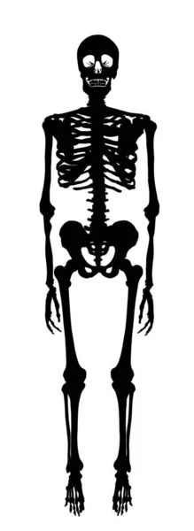 Human Skeleton Vector Silhouette Illustration Isolated White Background Man Bones — Stock Vector