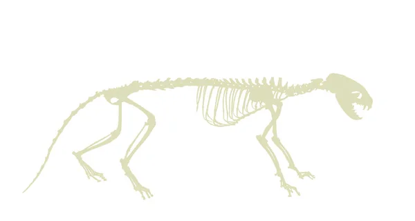 Marten Skelet Vector Silhouet Illustratie Geïsoleerd Witte Achtergrond Roofdier Fossiel — Stockvector