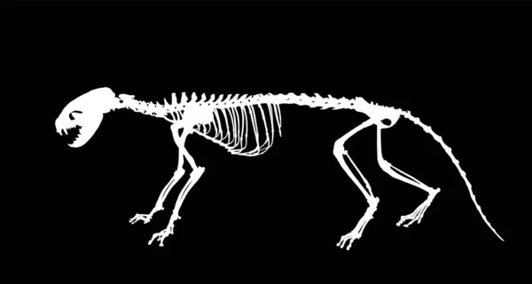 Marten Skeleton Vector Silhouette Illustration Isolated Black Background Predator Fossil — Stock vektor