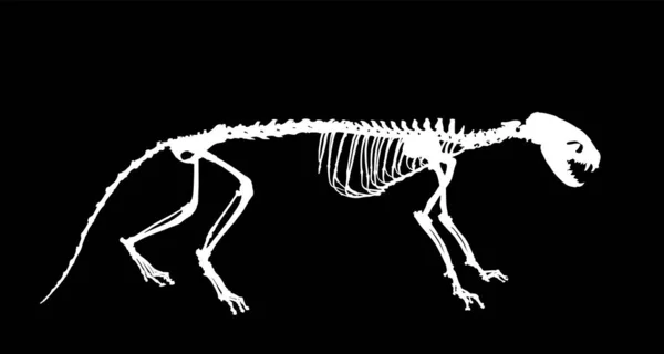 黒の背景に隔離されたマーテンスケルトンベクトルシルエットイラスト 科学と生物学の博物館でプレデター化石シンボル マステリンマーツのサイン形状 — ストックベクタ