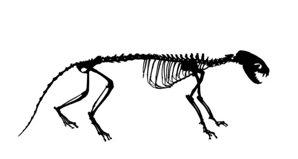 Marten Scheletro Vettoriale Silhouette Illustrazione Isolata Sfondo Bianco Simbolo Fossile — Vettoriale Stock