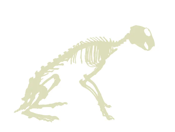 Illustration Silhouette Vectorielle Squelette Lapin Isolée Sur Fond Blanc Lièvre — Image vectorielle