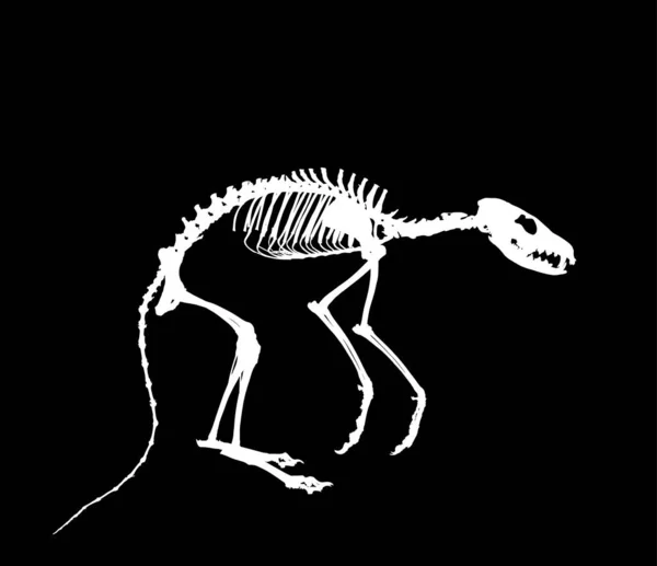 Foxův Kostra Vektor Silueta Ilustrace Izolované Černém Pozadí Fosilní Symbol — Stockový vektor