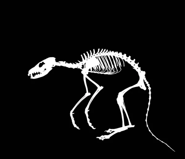 Fox Skeleton Vector Silhouette Illustration Isolated Black Background Predator Fossil — Stockvektor