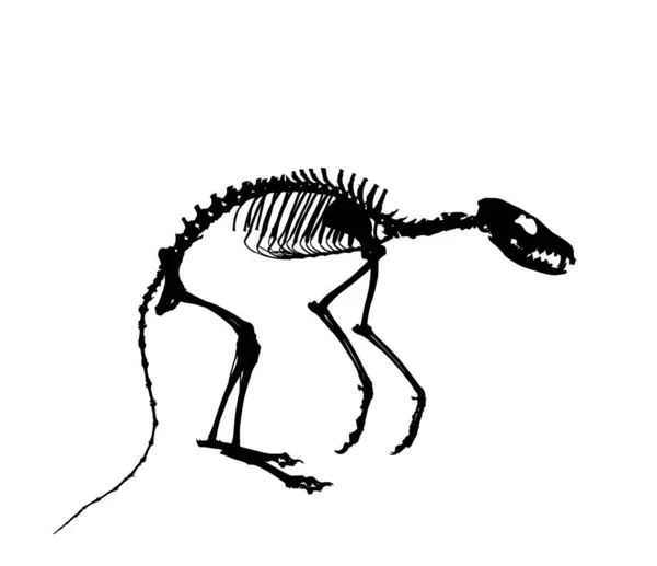 Fox Skelett Vektor Silhouette Illustration Isoliert Auf Weißem Hintergrund Fossiles — Stockvektor