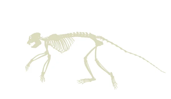 Guereza Colobus猴骨骼矢量轮廓图 独立于白色背景 科学和生物学博物馆的灵长类化石标志 — 图库矢量图片