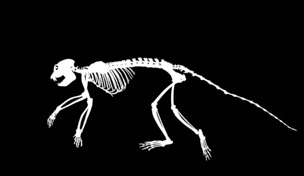 Guereza Colobus猴骨骼矢量轮廓图像孤立在黑色背景 科学和生物学博物馆的灵长类化石标志 — 图库矢量图片