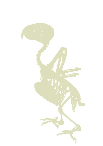 アフリカの灰色のオウムの骨格のベクトルのシルエットのイラストは 白い背景に隔離された 鶏の鳥体解剖学的シンボル — ストックベクタ
