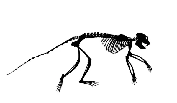 Guereza Colobus Monkey Skelett Vektor Silhouette Illustration Isoliert Auf Weißem — Stockvektor