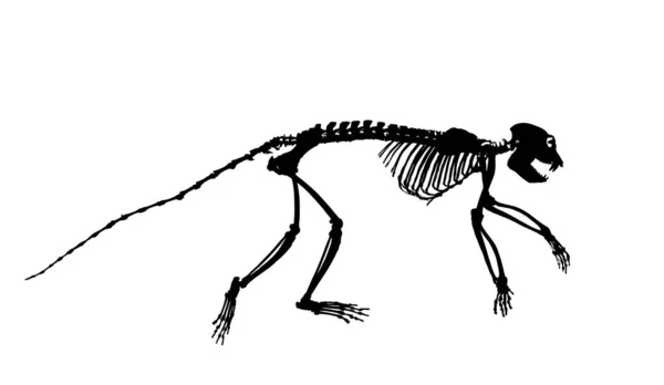 Guereza Colobus Małpa Szkielet Wektor Sylwetka Ilustracja Izolowane Białym Tle — Wektor stockowy
