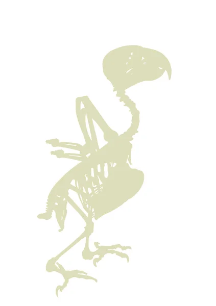 アフリカの灰色のオウムの骨格のベクトルのシルエットのイラストは 白い背景に隔離された 鶏の鳥体解剖学的シンボル — ストックベクタ