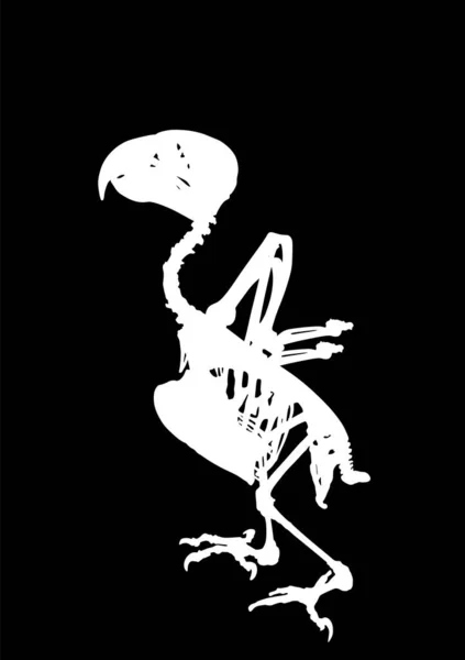 非洲灰鹦鹉骨骼矢量轮廓说明孤立在黑色背景 鸡的身体解剖符号 — 图库矢量图片