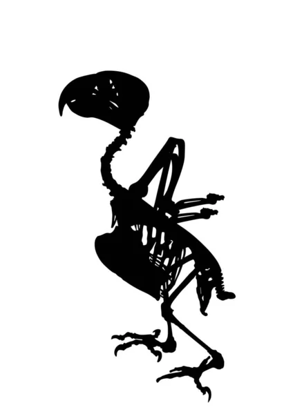 African Grey Papuga Szkielet Wektor Sylwetka Ilustracja Izolowane Białym Tle — Wektor stockowy