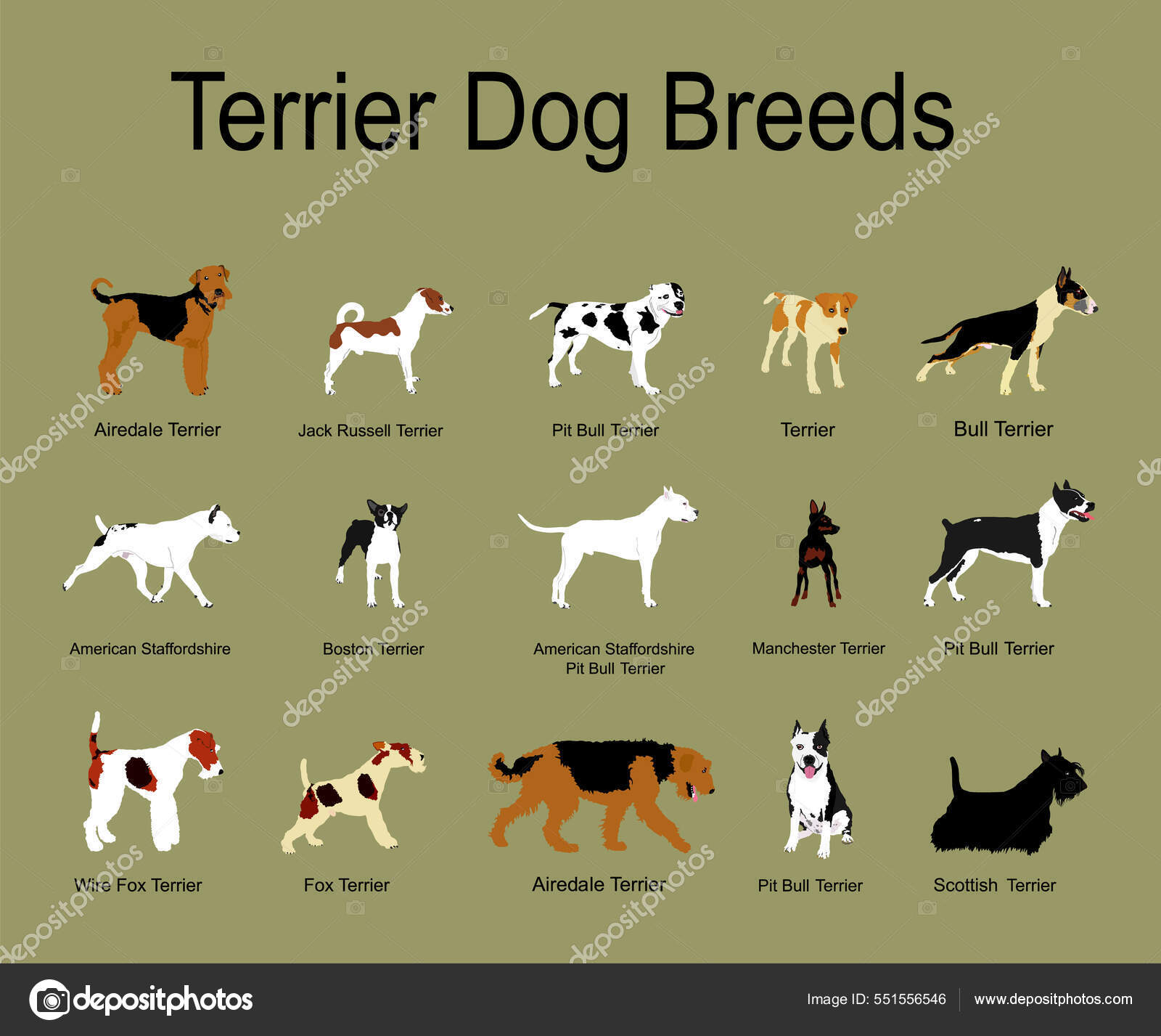 Terrier Dog Breeds Collection Poster Vector Illustration Isolated