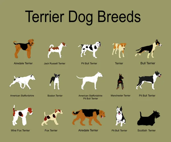 Terrier Dog Breeds Collection Poster Vector Illustration Isolated Background Manchester — Vector de stock