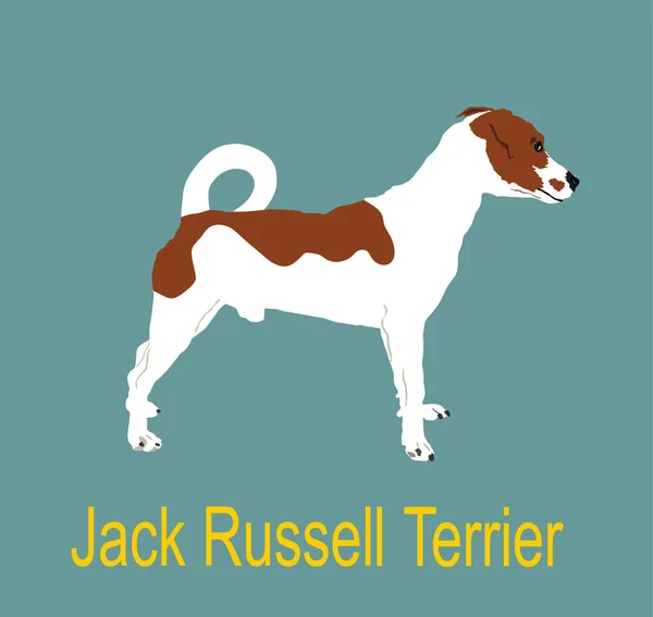 Jack Russell Terrier Ilustración Vectorial Perro Aislado Fondo Amistosa Mascota — Vector de stock