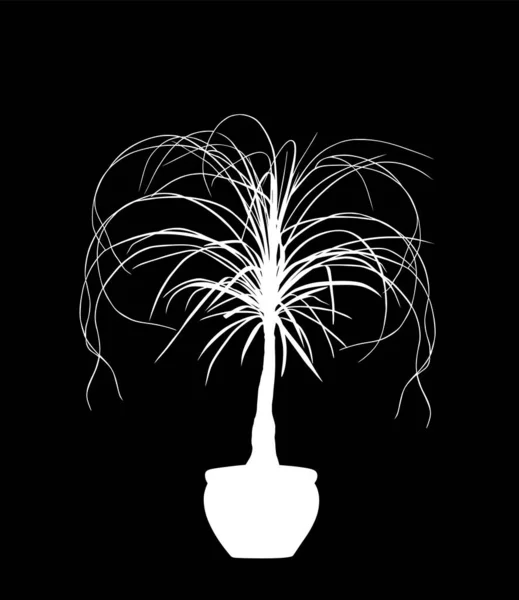 Nolina Palm Tree Vector Silhouette Illustration Isolated Black Background Elephant — Wektor stockowy