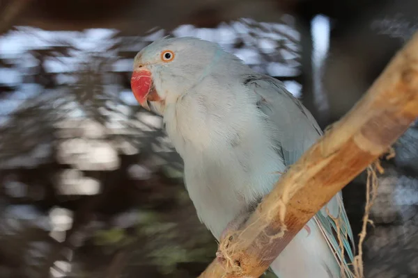 Szürke Papagájkép Madár Szimbólum Corella Cockatiel Papagájfotók — Stock Fotó