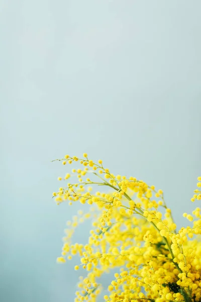 Вітальна Листівка Весняного Сезону Гілки Мімози Копіювати Простір — стокове фото