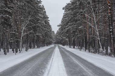 Kış ormanında karlı bir yol. Ormanda kış yolu