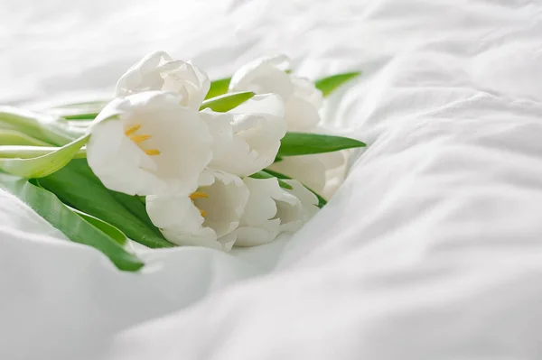 Λευκά Λουλούδια Τουλίπες Στο Λευκό Φόντο Έννοια Των Διακοπών Άνοιξη — Φωτογραφία Αρχείου