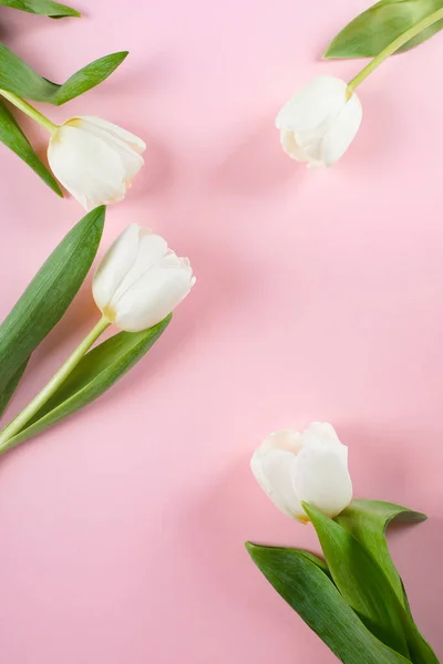 Ημέρα Της Μητέρας Έννοια Ημέρα Της Γυναίκας Λευκές Τουλίπες Ροζ — Φωτογραφία Αρχείου