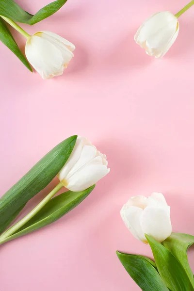 Λευκές Τουλίπες Ροζ Φόντο Μικρή Ευχετήρια Κάρτα Στυλ Επίπεδο Lay — Φωτογραφία Αρχείου