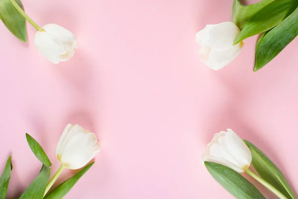 Ανοιξιάτικη Κάρτα Λευκά Λουλούδια Τουλίπες Ροζ Φόντο Επίπεδο Lay Πάνω — Φωτογραφία Αρχείου