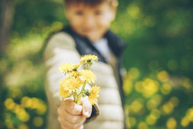Çocuk elleri sarı karahindiba buketi tutuyor. Yazın açık hava yaşam tarzı otantik anı