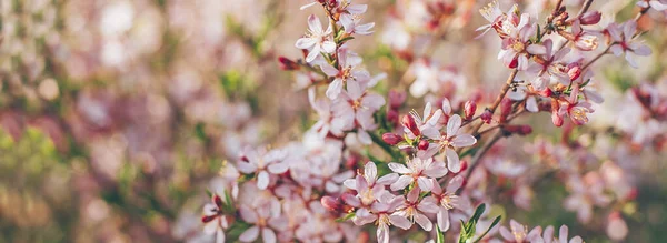 Φόντο Φύσης Ροζ Ανθισμένο Δέντρο Άνοιξη Λουλούδια Όμορφο Αφηρημένο Φόντο — Φωτογραφία Αρχείου