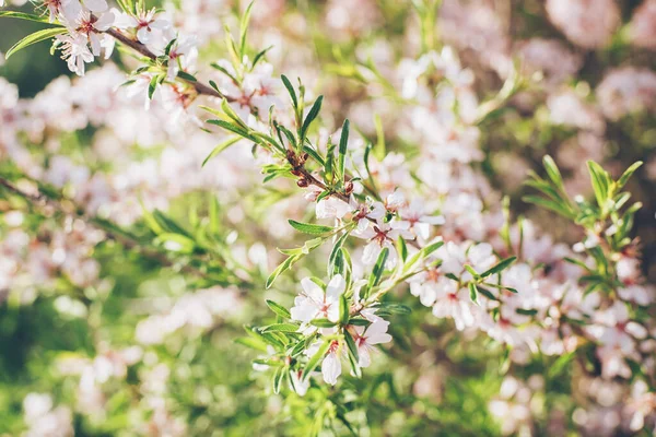 Doğa Geçmişi Pembe Çiçek Ağacı Bahar Çiçekleri Güzel Soyut Bir — Stok fotoğraf