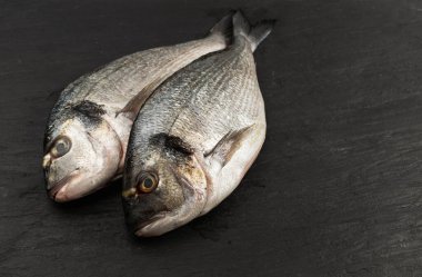 Siyah arka planda orata balığı. Taze dorado, deniz kabuğu, çiğ yaldızlı krema, dorada, pişmemiş dorade, doraden veya Sparus aurata deniz balığı.