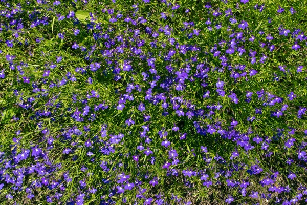 夏の庭で青紫色のロベリアの花 ロベリア エリヌス エッジングロベリアの天然サファイアの花 — ストック写真