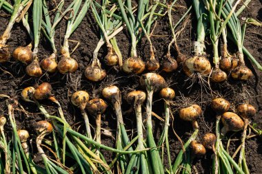 Eko soğan hasat bayrağı. Büyüyen soğan soğanları dokusu, organik sebze hasadı deseni, kopyalama alanı ile ürün modellemesi