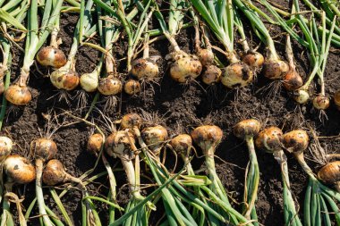 Eko soğan hasat bayrağı. Büyüyen soğan soğanları dokusu, organik sebze hasadı deseni, kopyalama alanı ile ürün modellemesi