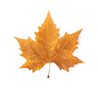 Sycamore sonbahar yaprağı izole edilmiş. Platanus kahverengi yapraklar, beyaz arka plan görünümlü büyük çınar yaprakları.