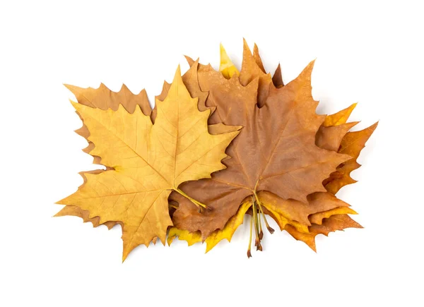 Sycamore Herfstblad Geïsoleerd Platanus Bruin Blad Grote Sycamore Bladeren Stapel — Stockfoto