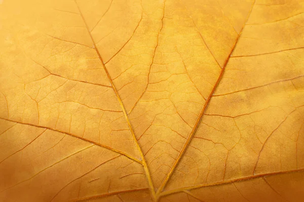 Sycamore Herbst Blatt Textur Hintergrund Braun Gelbes Laubmuster Makroaufnahme Von — Stockfoto