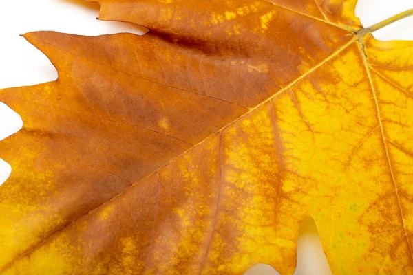 Sycamore Herbst Blatt Textur Hintergrund Braun Gelbes Laubmuster Makroaufnahme Von — Stockfoto