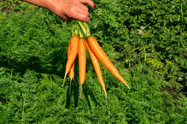 キッチンガーデンでのエコニンジンの収穫 農家の手にニンジンの束 有機野菜作物 ピッキング — ストック写真