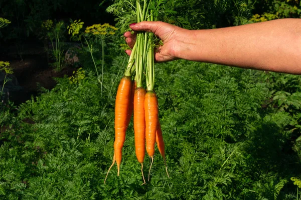 Cosecha Ecológica Zanahoria Huerta Manojo Zanahoria Manos Agricultores Cultivo Verduras — Foto de Stock